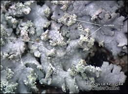 Attēlu rezultāti vaicājumam “Physcia tenella”