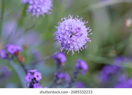 Attēlu rezultāti vaicājumam “Succisa pratensis bud”