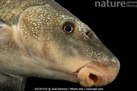 Image result for Cycleptus elongatus