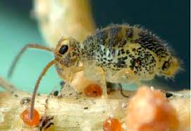 Attēlu rezultāti vaicājumam “Collembola”