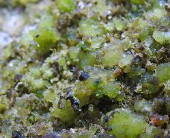 Attēlu rezultāti vaicājumam “Gloeocapsa rupestris”