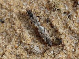 Attēlu rezultāti vaicājumam “Lygaeidae”