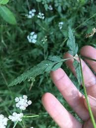 Attēlu rezultāti vaicājumam “Torilis japonica leaf”