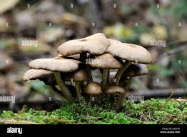 Attēlu rezultāti vaicājumam “Lentinus lepideus”