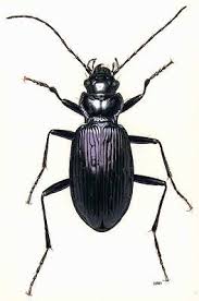 Attēlu rezultāti vaicājumam “Nebria livida”