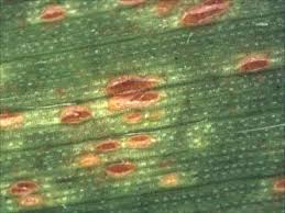 Attēlu rezultāti vaicājumam “Puccinia agrostidis”