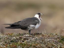 Attēlu rezultāti vaicājumam “Stercorarius parasiticus”