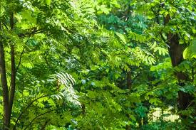 Attēlu rezultāti vaicājumam “Betula pendula var. carelica”