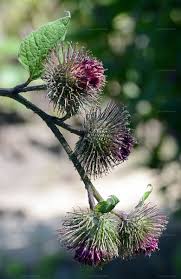 Attēlu rezultāti vaicājumam “Arctium nemorosum”