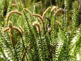 Attēlu rezultāti vaicājumam “Lycopodium annotinum”