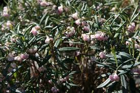 Attēlu rezultāti vaicājumam “Andromeda polifolia flower”