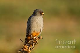 Image result for Falco vespertinus