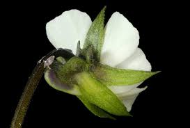 Attēlu rezultāti vaicājumam “Viola arvensis bud”