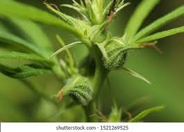 Attēlu rezultāti vaicājumam “Cannabis sativa fruit”