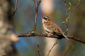 Image result for Emberiza rustica