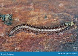 Attēlu rezultāti vaicājumam “Ommatoiulus sabulosus”