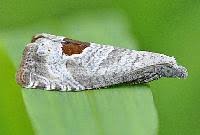 Attēlu rezultāti vaicājumam “Notocelia uddmanniana”