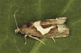 Attēlu rezultāti vaicājumam “Epiblema foenella”