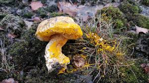 Attēlu rezultāti vaicājumam “Hypomyces chrysospermus”