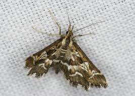 Attēlu rezultāti vaicājumam “Diasemia reticularis”