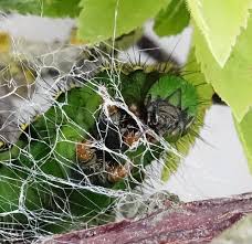 Attēlu rezultāti vaicājumam “Saturnia pavonia larva”