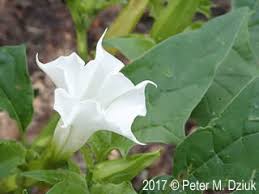 Image result for Datura stramonium