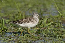 Attēlu rezultāti vaicājumam “Tringa glareola adult”