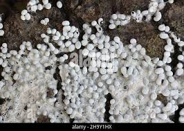 Attēlu rezultāti vaicājumam “Physarum diderma spores”