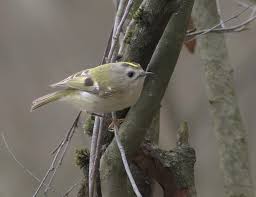 Attēlu rezultāti vaicājumam “Regulus regulus”