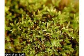 Attēlu rezultāti vaicājumam “Gyroweisia tenuis”