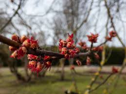 Attēlu rezultāti vaicājumam “Acer saccharinum flower”