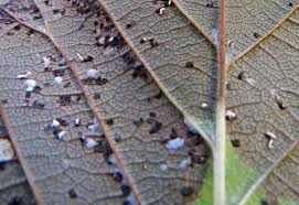 Attēlu rezultāti vaicājumam “Mycosphaerella ulmi”