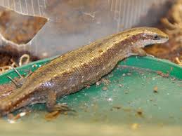 Attēlu rezultāti vaicājumam “Lacerta vivipara”