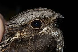 Attēlu rezultāti vaicājumam “Caprimulgus europaeus juvenile”