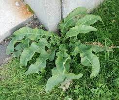 Attēlu rezultāti vaicājumam “Rumex crispus leaf”