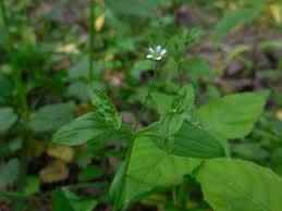 Attēlu rezultāti vaicājumam “Moehringia trinervia bud”