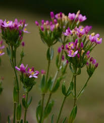 Image result for Centaurium erythraea
