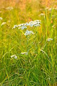 Attēlu rezultāti vaicājumam “Achillea salicifolia flower”