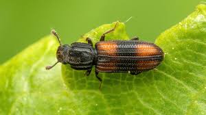 Attēlu rezultāti vaicājumam “Bitoma crenata”