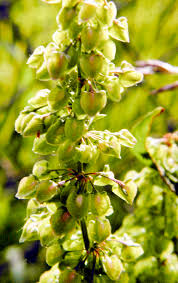 Attēlu rezultāti vaicājumam “Rumex crispus fruit”