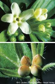 Attēlu rezultāti vaicājumam “Lithospermum officinale flower”