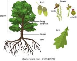 Attēlu rezultāti vaicājumam “Quercus robur male flower”