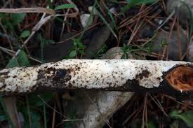 Attēlu rezultāti vaicājumam “Oxyporus corticola”