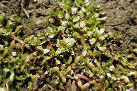 Attēlu rezultāti vaicājumam “Elatine hydropiper leaf”