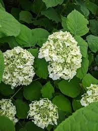 Attēlu rezultāti vaicājumam “Hydrangea arborescens”
