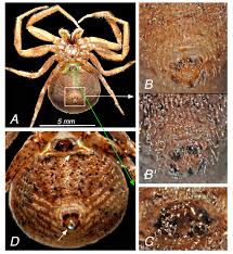 Attēlu rezultāti vaicājumam “Xysticus bifasciatus female”