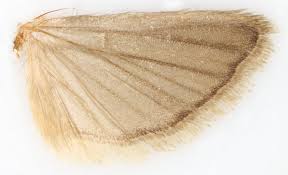 Attēlu rezultāti vaicājumam “Phycitodes binaevella”