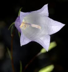 Attēlu rezultāti vaicājumam “Campanula rotundifolia”