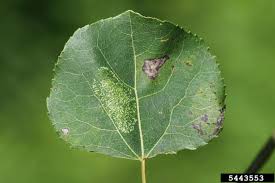Attēlu rezultāti vaicājumam “Phyllonorycter apparella”