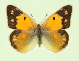 Attēlu rezultāti vaicājumam “Colias croceus underside”